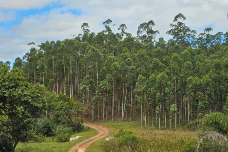 Fazenda Produtiva com 93 alqueires, localizada em Capão Bonito p/ Guapiara/SP.